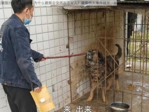 女人被藏獒扑倒后会怎样？为什么藏獒会突然攻击女人？藏獒伤人事件频发，如何避免此类事件再次发生？