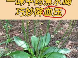 野草一二三四地区乱码_野草一二三四地区乱码，这是怎么回事？