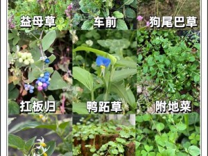 野草乱码一二三四区别在哪【野草乱码四有何区别？】