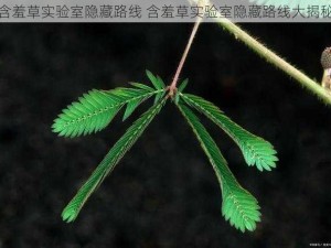 含羞草实验室隐藏路线 含羞草实验室隐藏路线大揭秘