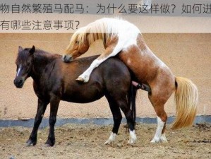 动物自然繁殖马配马：为什么要这样做？如何进行？有哪些注意事项？