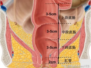 周晓琳 50 厘米全部进入直肠，这是如何做到的？