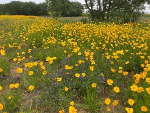 野花社区日本免费 野花社区日本免费，不花一分钱就能看大片