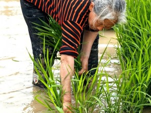 100 种插秧方法，科学实用的插秧技巧大全