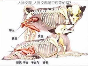 人狗交配_人狗交配是否违背伦理？