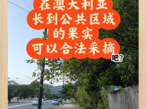 神念果获取指南：探寻其生长环境与采摘技巧，获取神秘果实并非难事