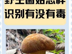 精产国品一二三产区蘑菇视频：带你领略不一样的菌类世界