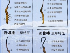 野草乱码一区四区区别;野草乱码一区四区有什么区别？