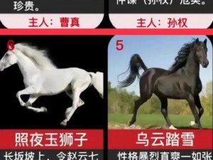 竞马界名驹璀璨风采一览：精彩赛事尽在骥骑之间的世界展露无疑