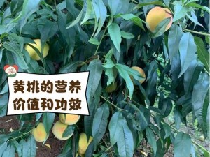 9612 黄桃网站为什么这么火？如何进入 9612 黄桃网站？9612 黄桃网站的进入方法是怎样的？