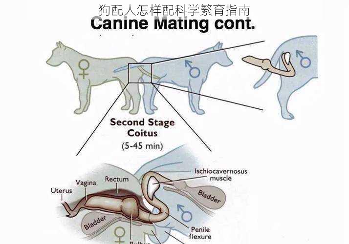 狗配人怎样配科学繁育指南