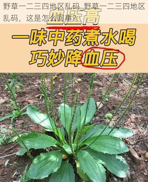 野草一二三四地区乱码_野草一二三四地区乱码，这是怎么回事？