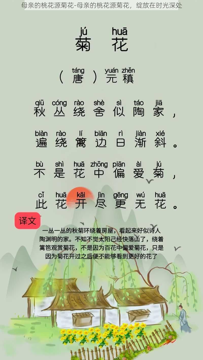 母亲的桃花源菊花-母亲的桃花源菊花，绽放在时光深处