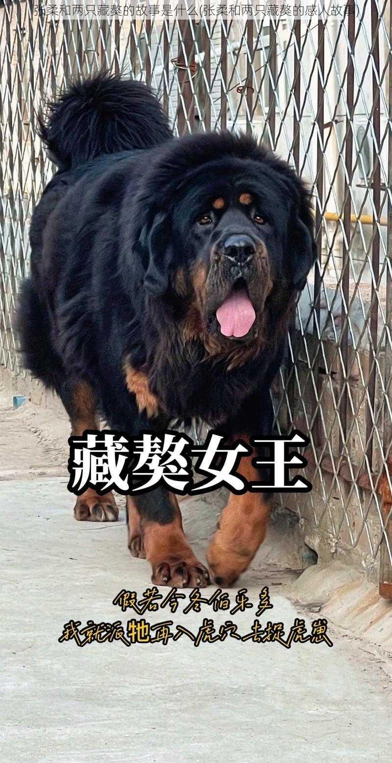 张柔和两只藏獒的故事是什么(张柔和两只藏獒的感人故事)