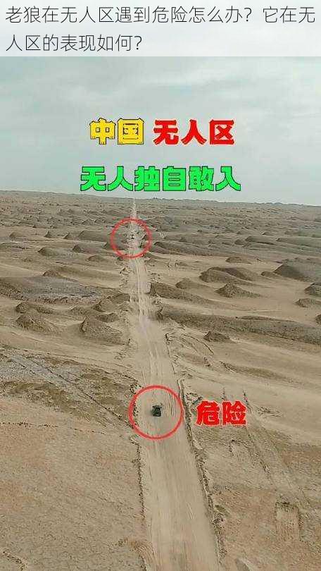 老狼在无人区遇到危险怎么办？它在无人区的表现如何？