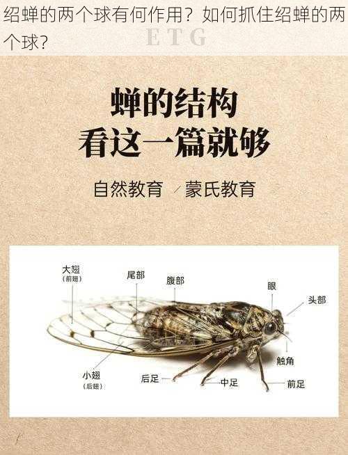 绍蝉的两个球有何作用？如何抓住绍蝉的两个球？