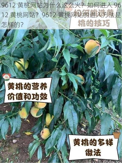 9612 黄桃网站为什么这么火？如何进入 9612 黄桃网站？9612 黄桃网站的进入方法是怎样的？