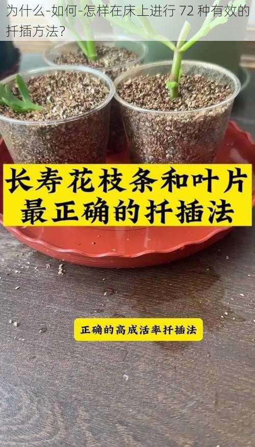 为什么-如何-怎样在床上进行 72 种有效的扦插方法？