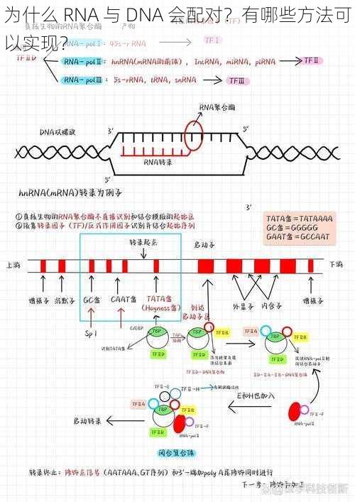 为什么 RNA 与 DNA 会配对？有哪些方法可以实现？