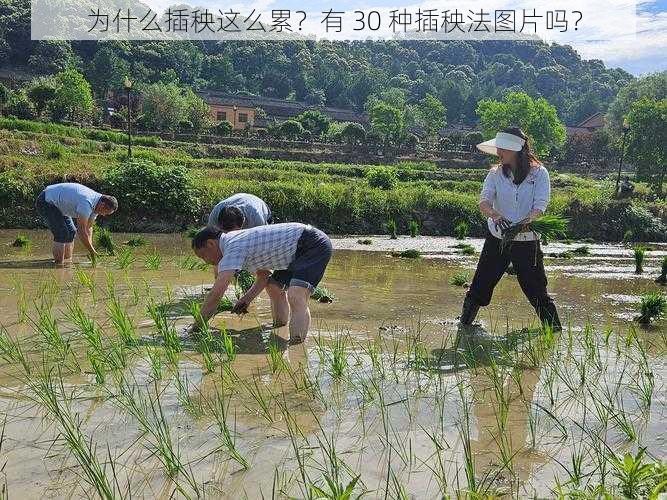 为什么插秧这么累？有 30 种插秧法图片吗？