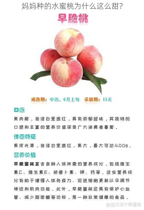 妈妈种的水蜜桃为什么这么甜？