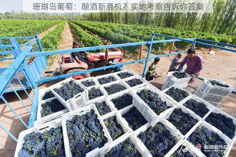 珊瑚岛葡萄：酿酒新商机？实地考察告诉你答案