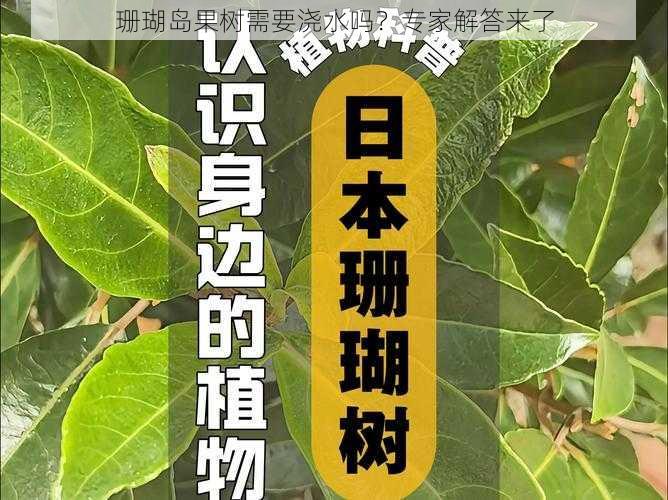 珊瑚岛果树需要浇水吗？专家解答来了